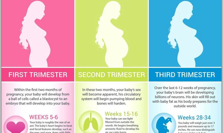 Fetal Development Timeline Worksheet