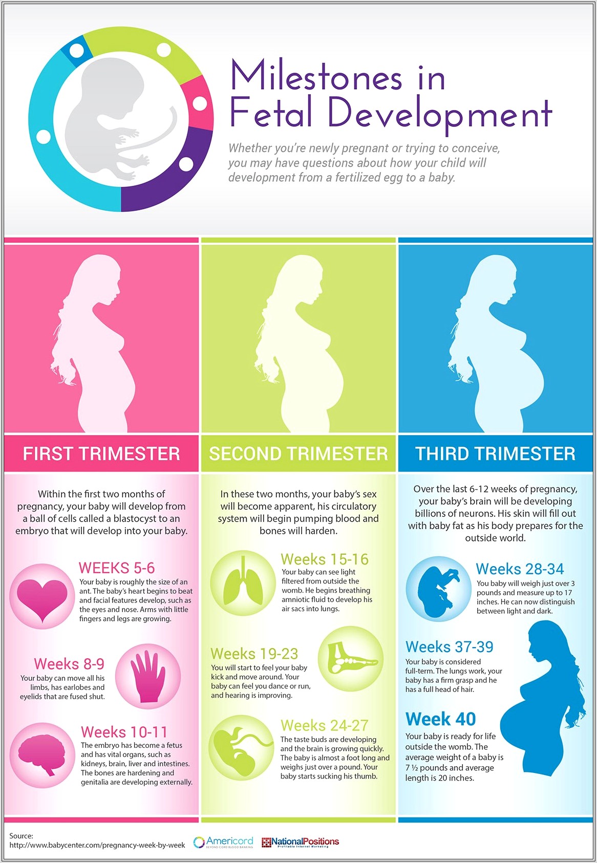 Fetal Development Timeline Worksheet