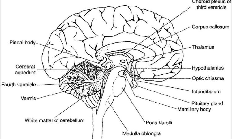 Fetal Pig Anatomy Diagram