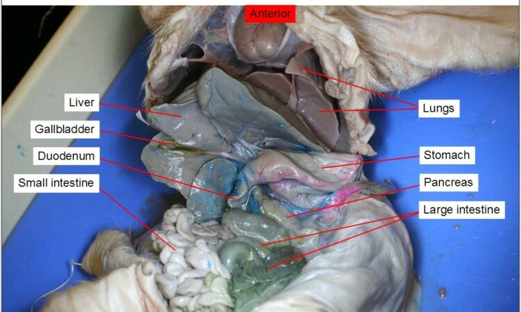 Fetal Pig Dissection Diagram