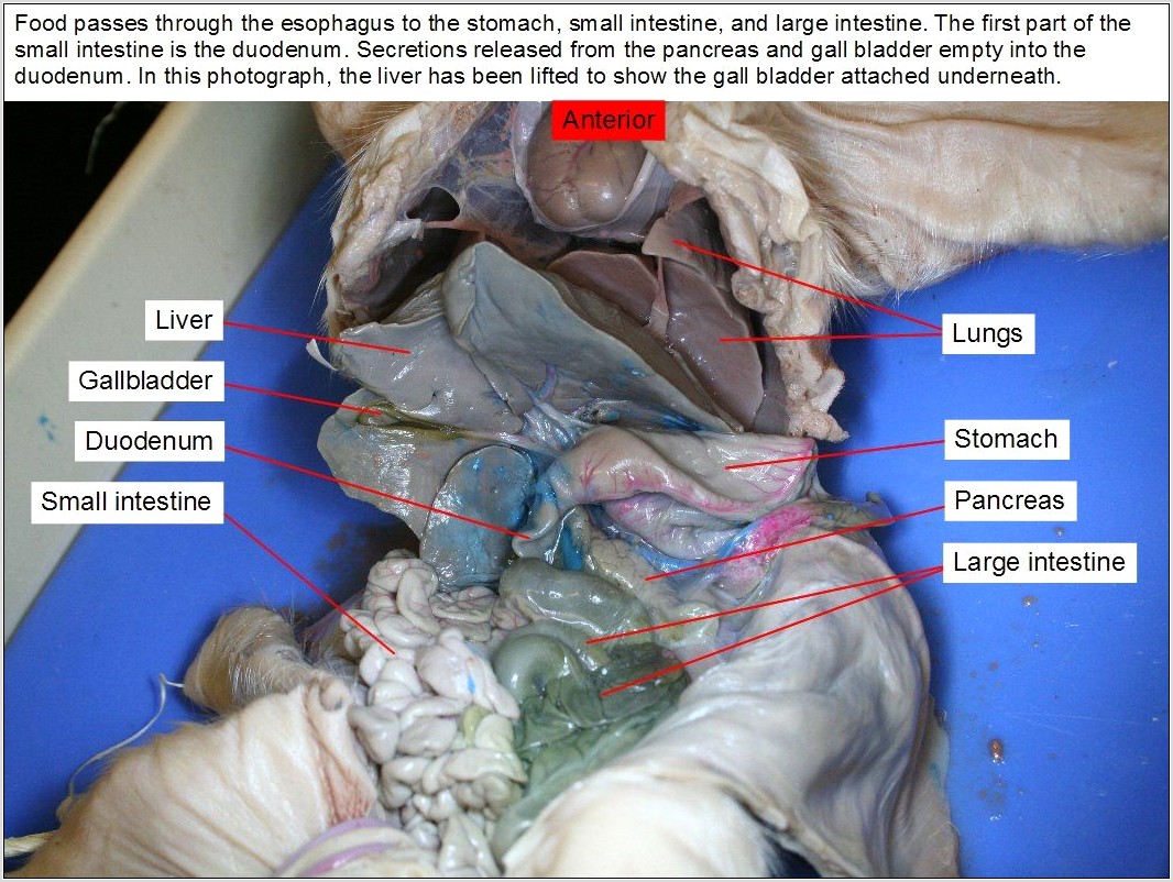 Fetal Pig Dissection Diagram