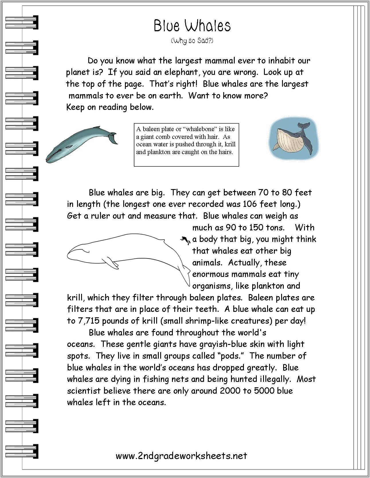 First Grade Nonfiction Worksheets