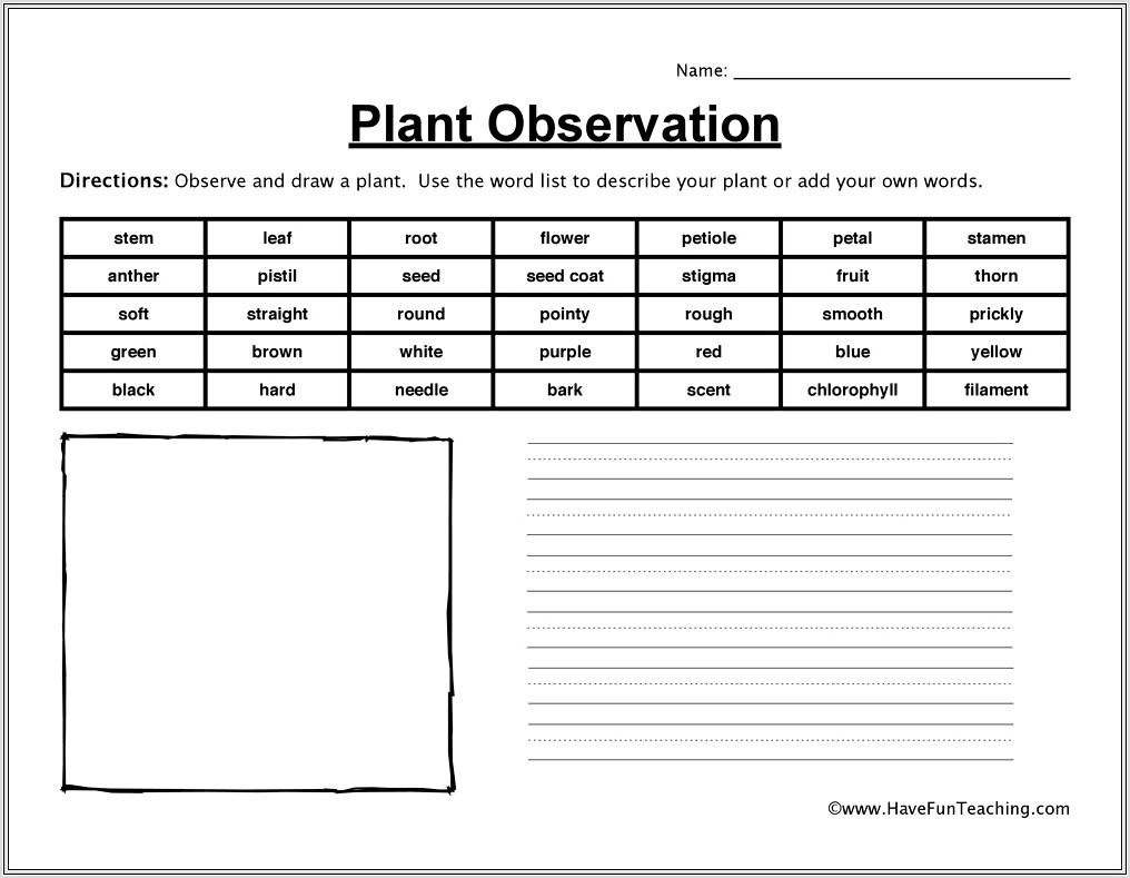 First Grade Worksheets Plants