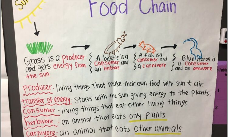 Food Chain Race Worksheet