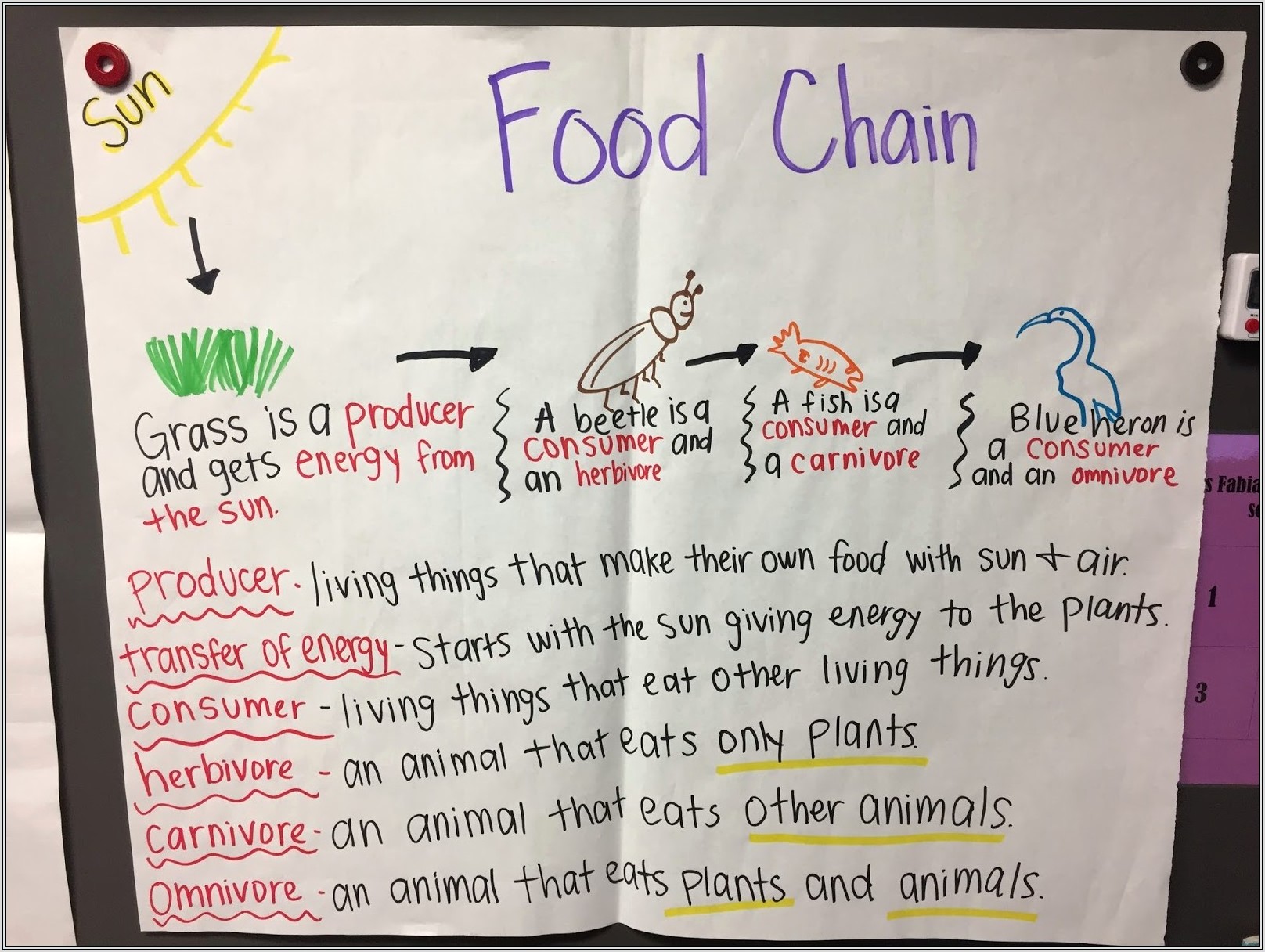 Food Chain Race Worksheet