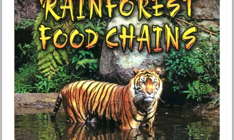 Food Chain Rainforest Worksheet