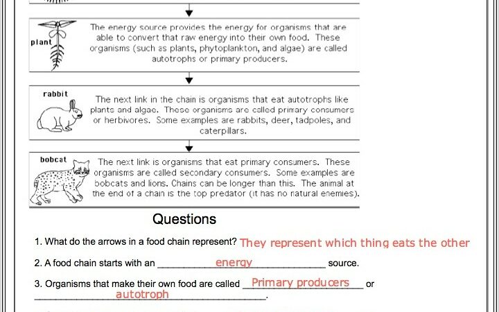 Food Chain Worksheet Enchanted Learning