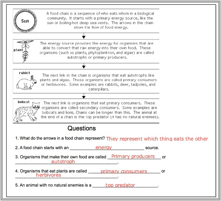 Food Chain Worksheet Enchanted Learning