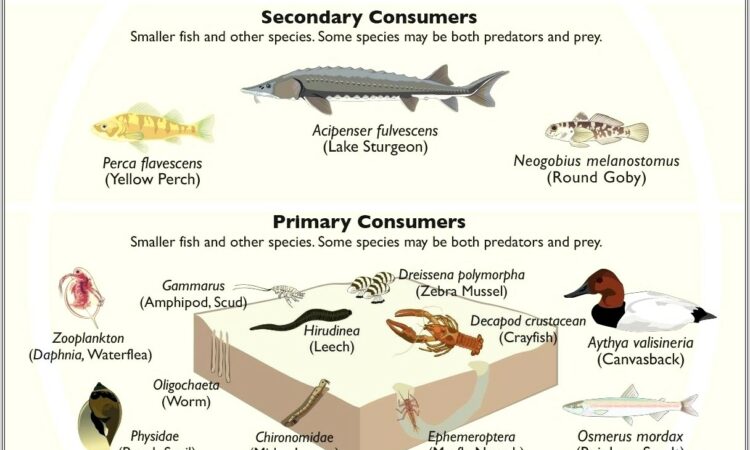 Food Chain Worksheet For Grade 3