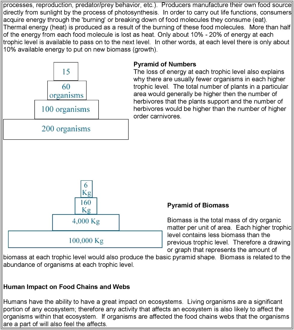 Food Chain Worksheet Ks2
