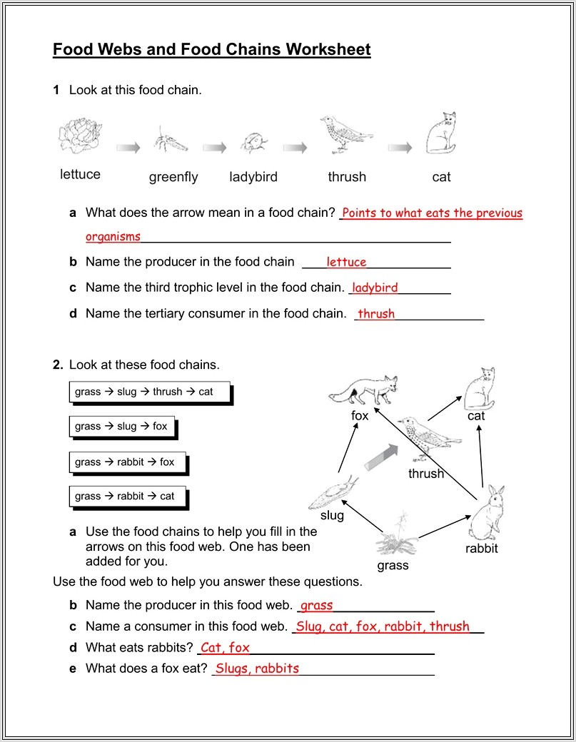Food Chain Worksheet With Answers