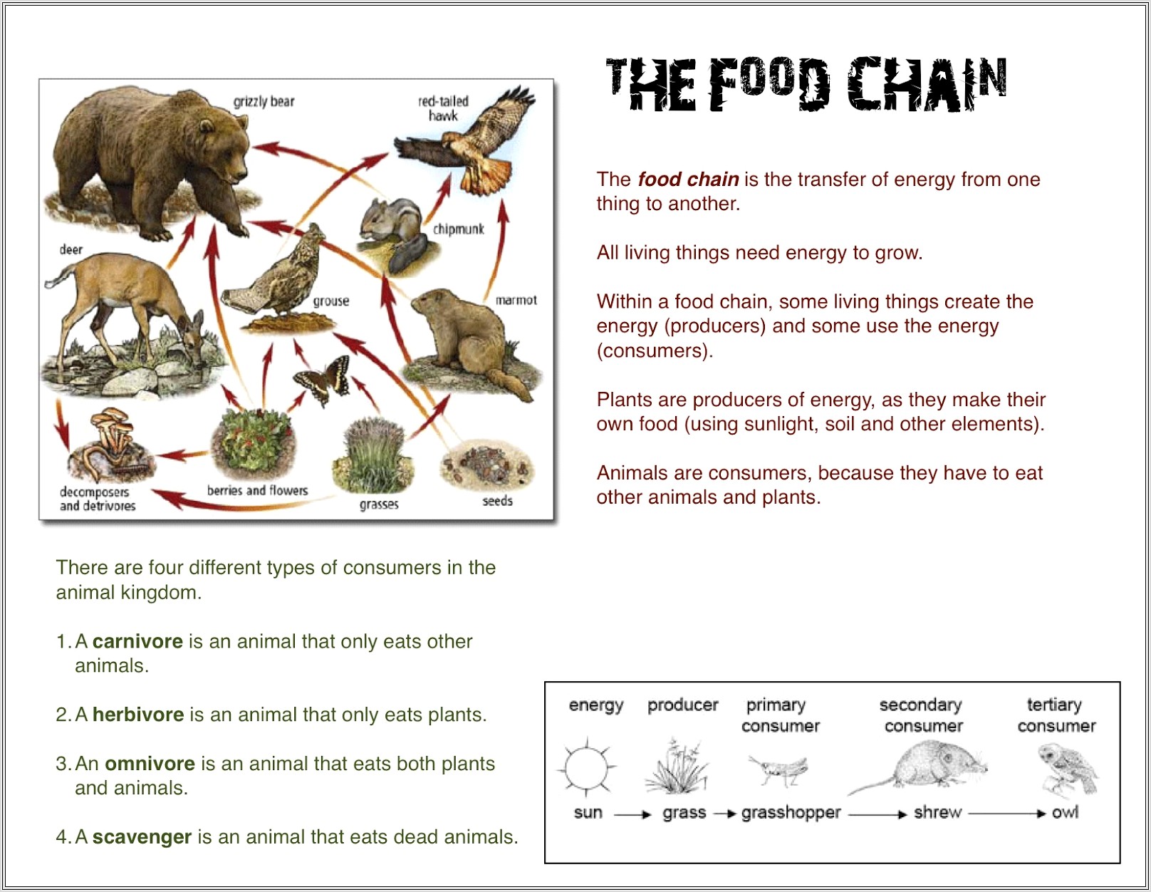 Food Chain Worksheet With Pictures