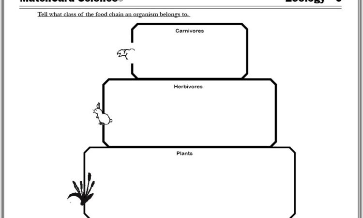 Food Chains Worksheet Year 6