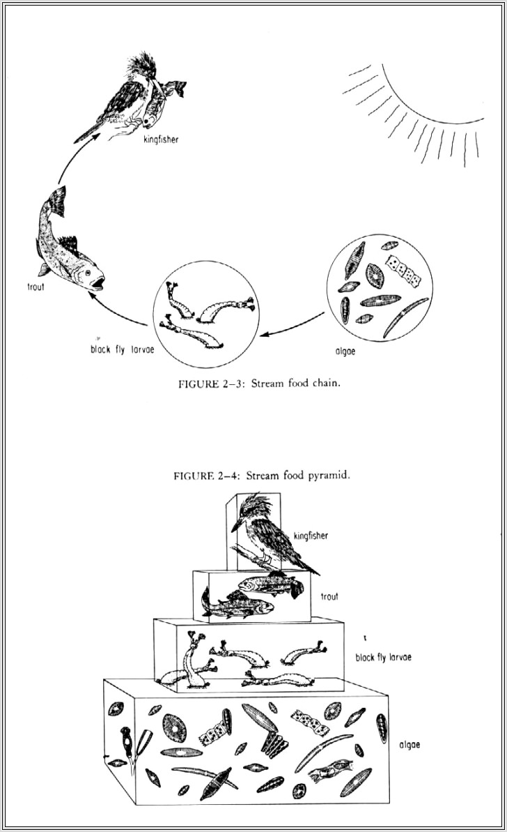 Food Web Diagram Worksheet