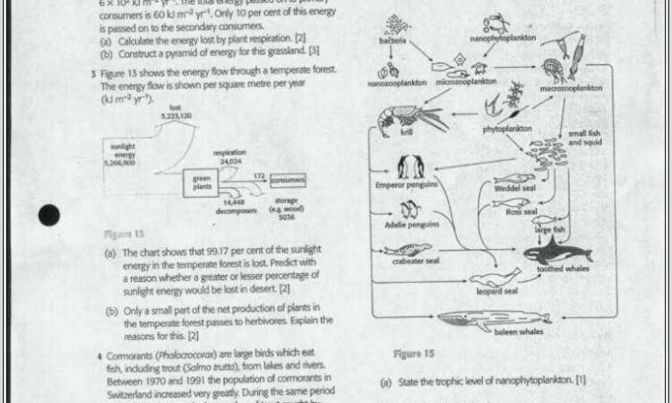 Food Web Worksheet And Answers