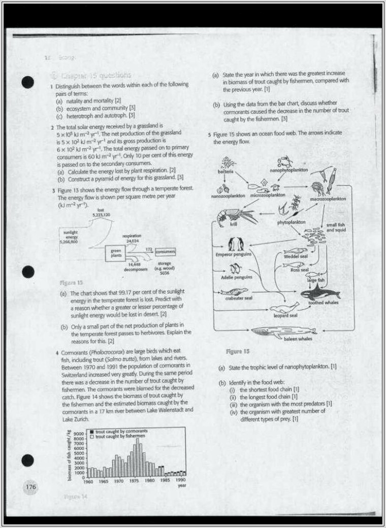 Food Web Worksheet And Answers