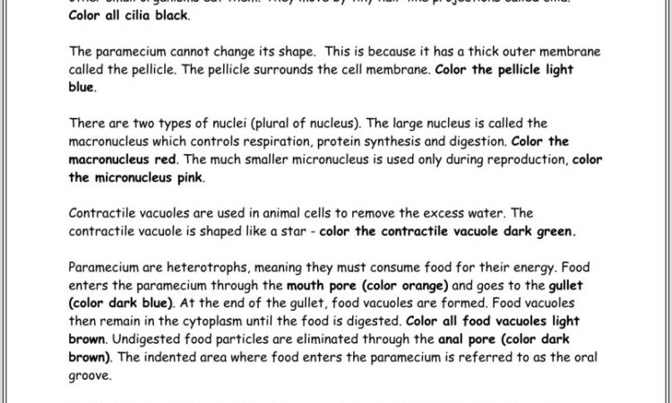 Food Web Worksheet Biology Corner