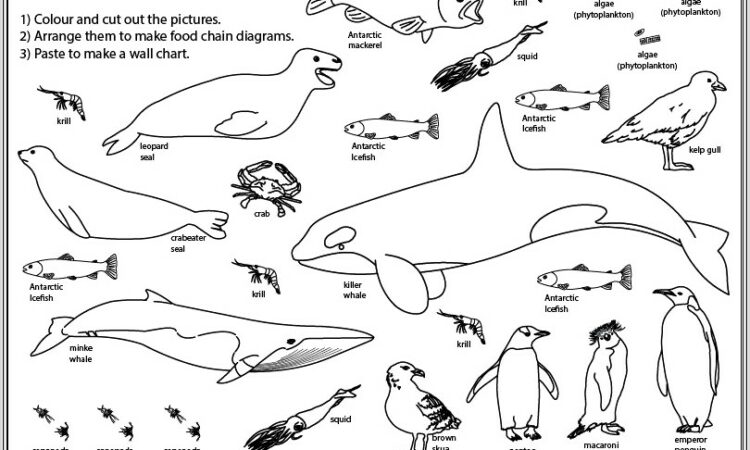 Food Web Worksheet Cut And Paste