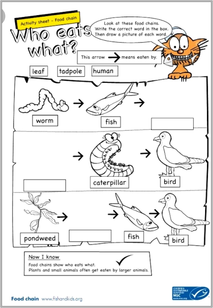 Food Web Worksheet High School Pdf