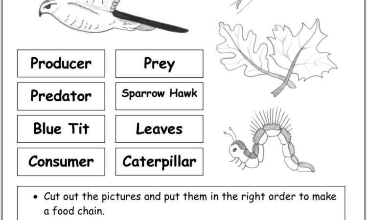 Food Web Worksheet Questions