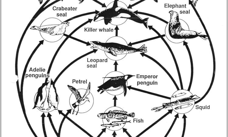 Food Web Worksheet Tes