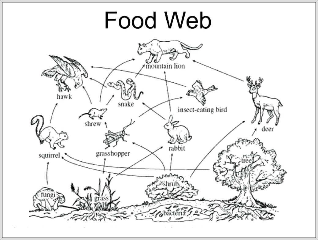 Food Web Worksheet With Answer Key