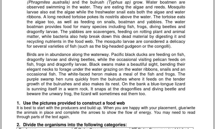 Food Web Worksheet Year 6