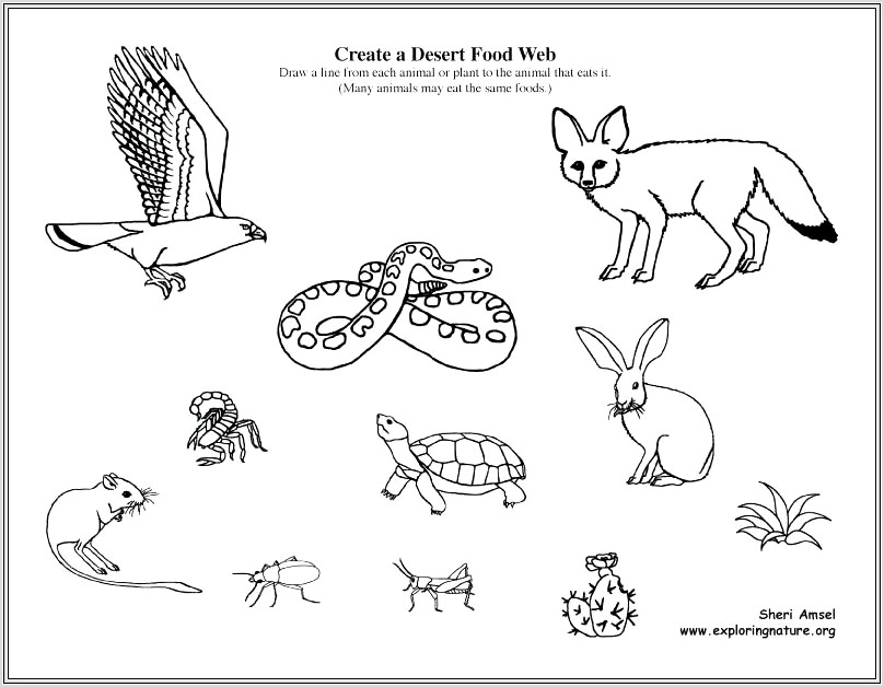 Food Webs Review Worksheet