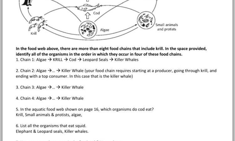 Food Webs Worksheet Answers