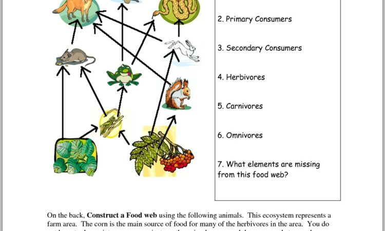 Food Webs Worksheet Middle Years