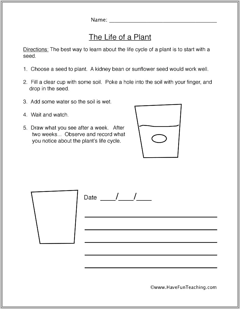 Free Science Worksheet For Year 3