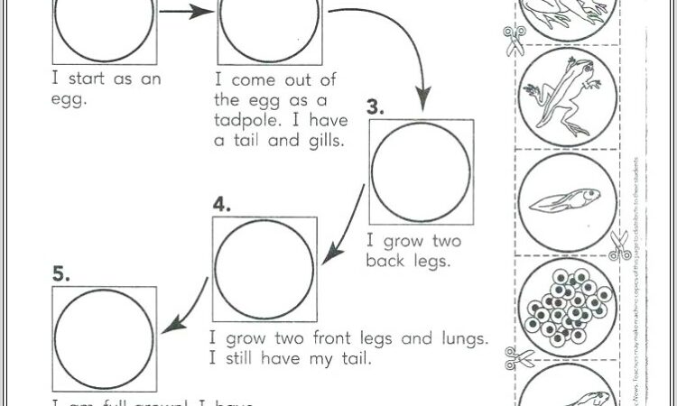 Frog Life Cycle Worksheet Cut And Paste