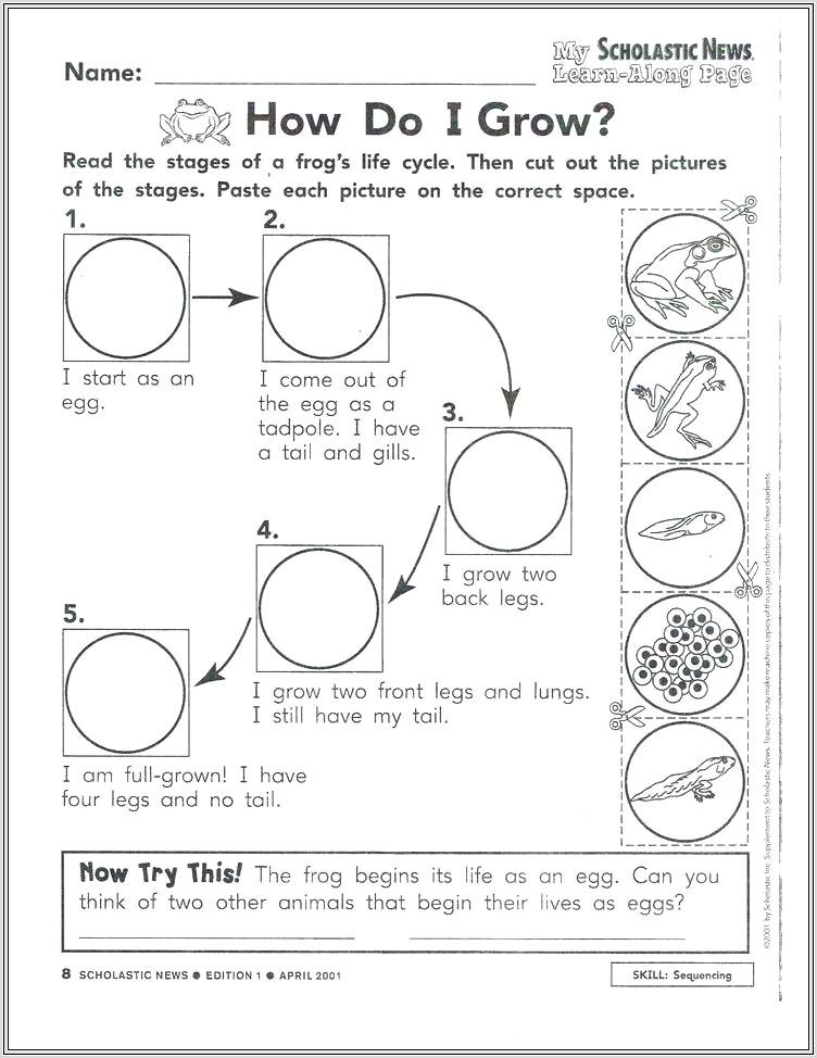 Frog Life Cycle Worksheet Cut And Paste