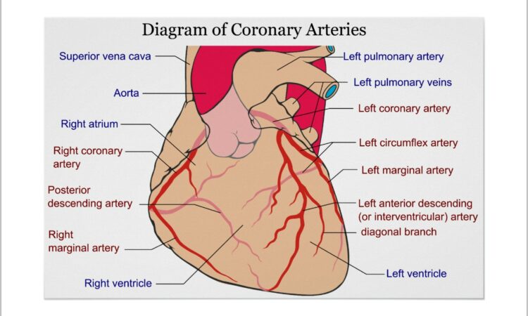 Heart Diagram Coronary Arteries