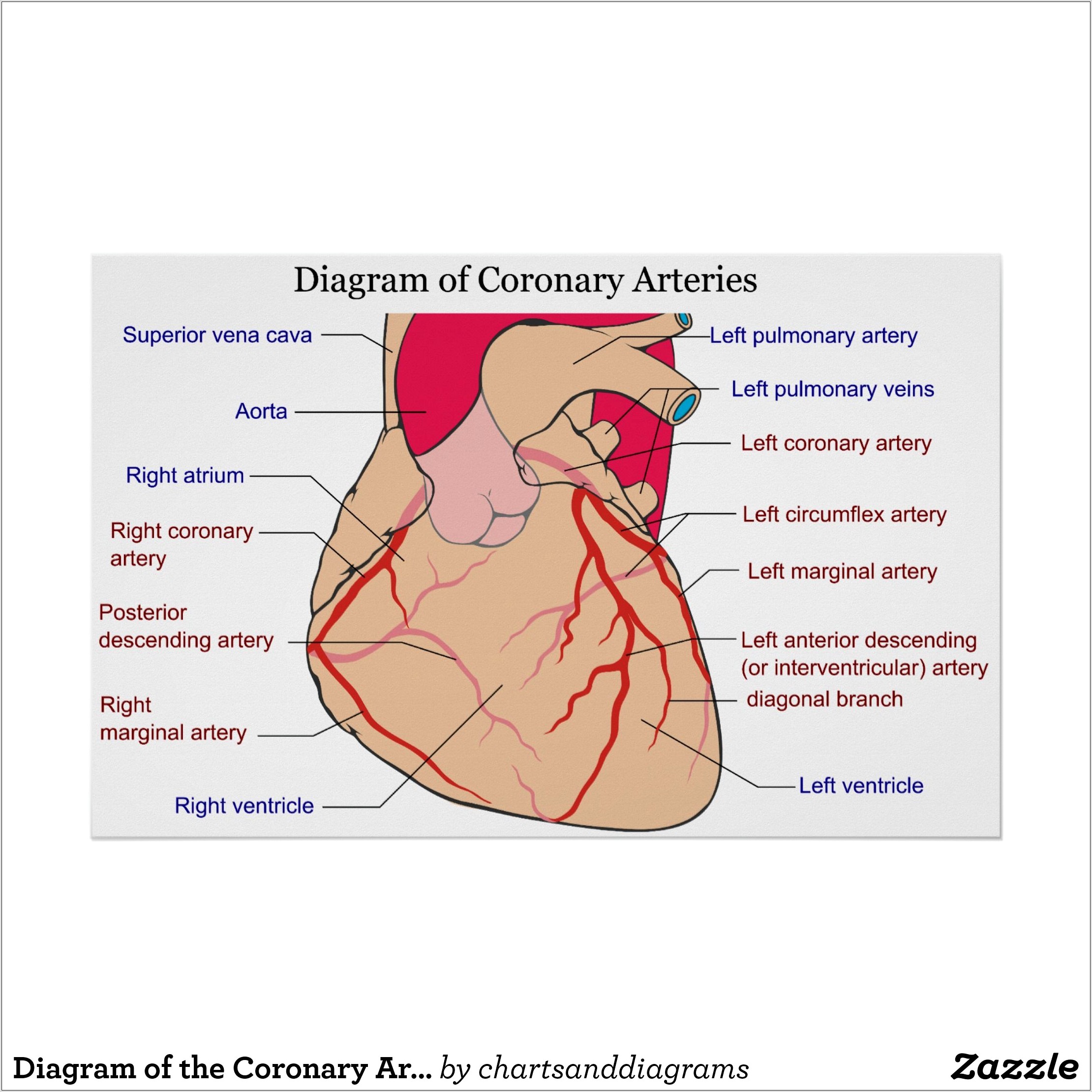 Heart Diagram Coronary Arteries