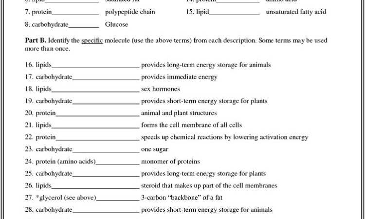 High School Macromolecules Worksheet