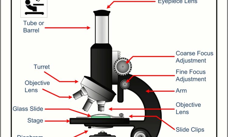 High School Microscope Worksheet