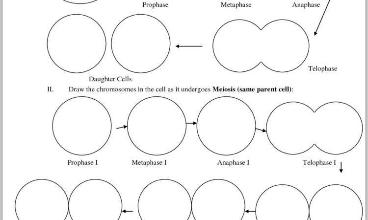 High School Mitosis Worksheet