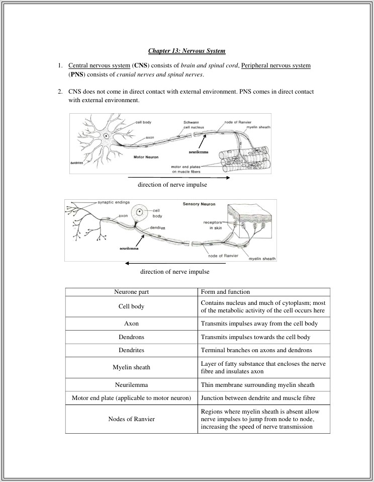 High School Neuron Worksheet