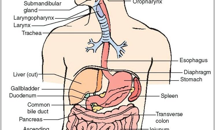 Human Body Colon Diagram