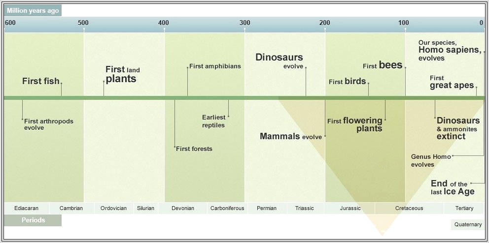 Human Evolution Timeline Worksheet