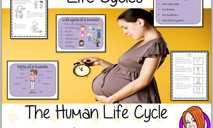 Human Life Cycle Worksheet Year 1