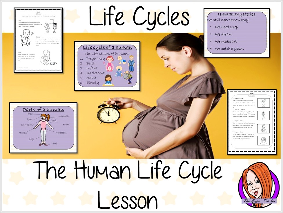Human Life Cycle Worksheet Year 1