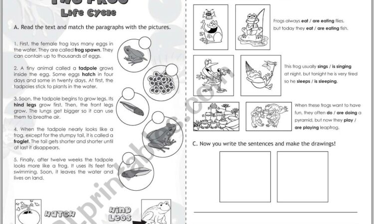 Human Life Cycle Worksheet Year 5