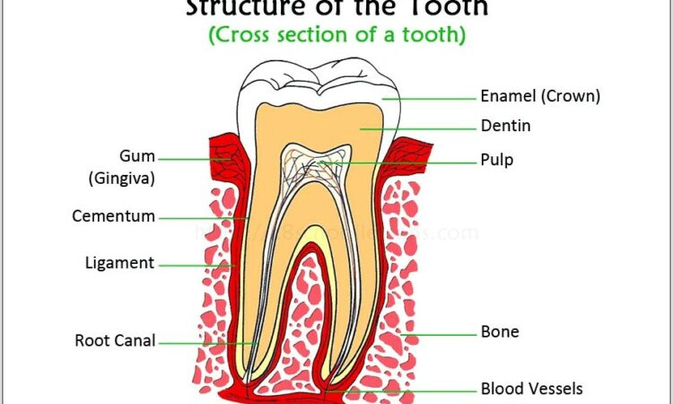 Human Teeth Diagram For Kids