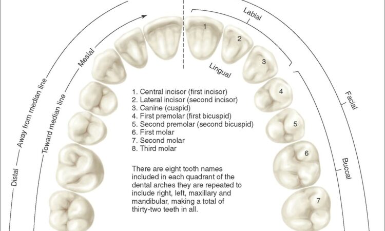 Human Teeth Diagram With Numbers