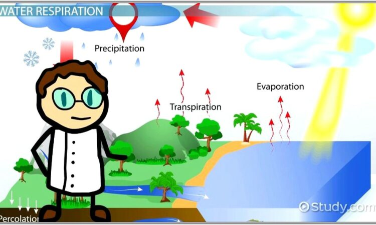 Hydrologic Cycle Worksheet Answers