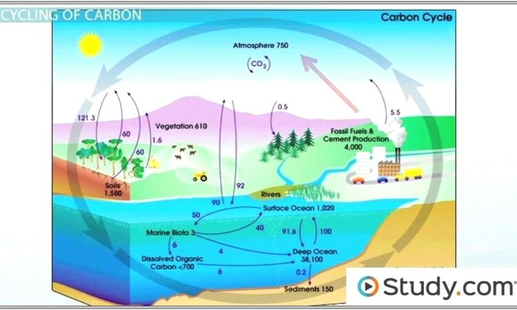 Hydrologic Cycle Worksheet Key