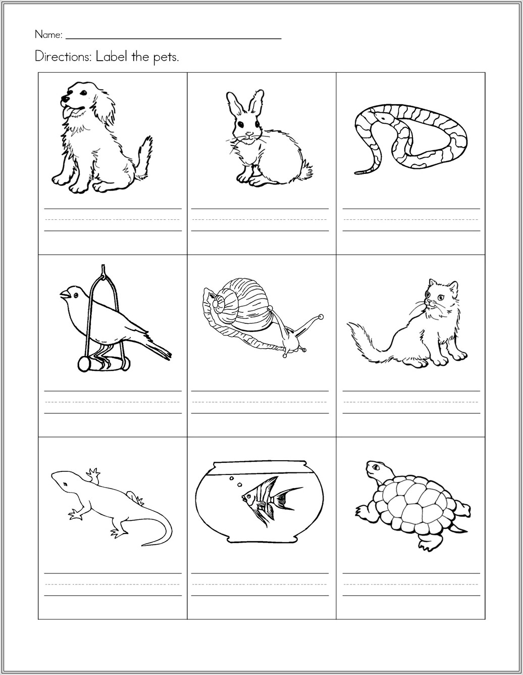 Kindergarten Worksheets On Animals