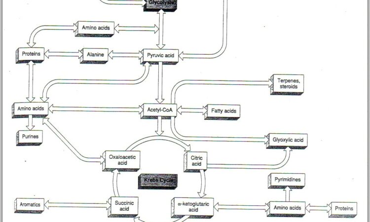 Krebs Cycle Diagram Worksheet